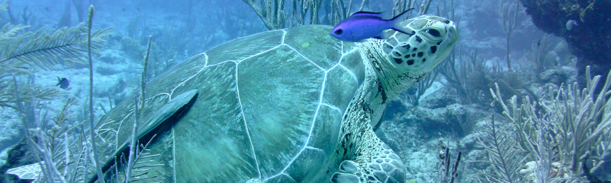 akumal mexico sea turtle